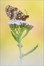 Ehrenpreis-Scheckenfalter 01 (Melitaea aurelia)