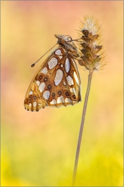 Kleiner Perlmutterfalter (Issoria lathonia) 04