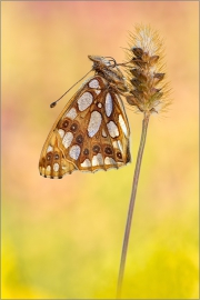 Kleiner Perlmutterfalter (Issoria lathonia) 04