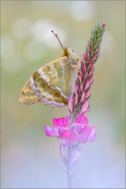 Kaisermantel (Argynnis paphia) 02