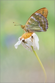 Kaisermantel 01 (Argynnis paphia)