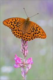 Kaisermantel 02 (Argynnis paphia)