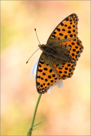 Kleiner Perlmutterfalter (Issoria lathonia) 03