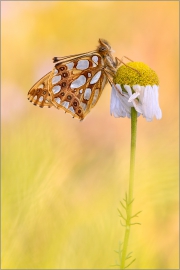 Kleiner Perlmuttfalter (Issoria lathonia) 02