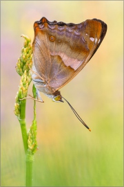 Kleiner Schillerfalter (Apatura ilia) 03