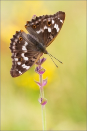 Kleiner Schillerfalter (Apatura ilia) 05