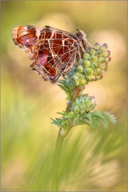 Landkärtchen (Araschnia levana) 05