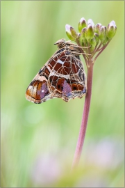 Landkärtchenfalter 04 (Araschnia levana)