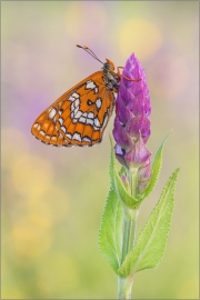 Maivogel (Euphydryas maturna) 01