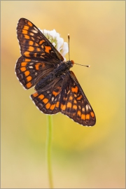 Maivogel (Euphydryas maturna) 02