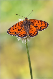 Roter Scheckenfalter (Melitaea didyma) 23