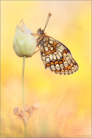 Wachtelweizen-Scheckenfalter 04 (Melitaea athalia)