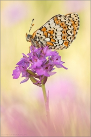 Wegerich-Scheckenfalter (Melitaea cinxia) 07