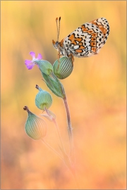 Wegerich-Scheckenfalter 06 (Melitaea cinxia)