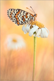 Roter Scheckenfalter 05 (Melitaea didyma)