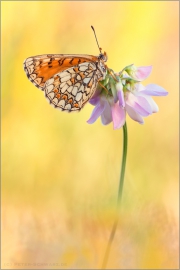 Westlicher Scheckenfalter 09 (Melitaea parthenoides)