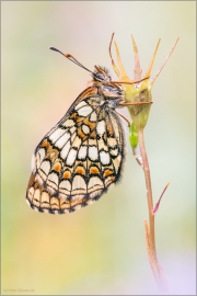 Westalpiner Scheckenfalter (Melitaea varia) 01