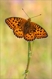 Mittlerer Perlmutterfalter (Argynnis niobe) 02