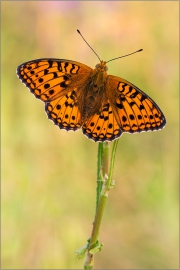 Mittlerer Perlmutterfalter (Argynnis niobe) 02
