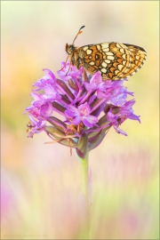 Östlicher Scheckenfalter (Melitaea britomartis) 03