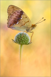 Östlicher Perlmutterfalter (Argynnis laodice) 01