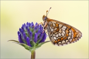 Westlicher Scheckenfalter 07 (Melitaea parthenoides)