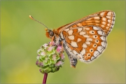 Goldener Scheckenfalter 07 (Euphydryas aurinia)