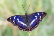 Großer Schillerfalter (Apatura iris) 03