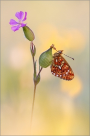 Silberfleck-Perlmutterfalter (Boloria euphrosyne) 01