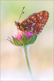 Silberfleck Perlmutterfalter (Boloria euphrosyne) 02