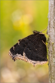 Trauermantel (Nymphalis antiopa) 01