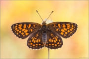 Wachtelweizen-Scheckenfalter 05 (Melitaea athalia)