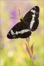 Kleiner Eisvogel 03 (Limenitis camilla)