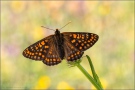 Alpen-Maivogel (Euphydryas intermedia) 06