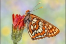 Alpen-Maivogel (Euphydryas intermedia) 01