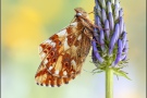 Alpenmatten-Perlmutterfalter (Boloria pales) 20