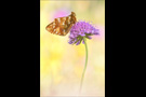 Alpenmatten-Perlmutterfalter (Boloria pales) 08