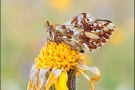 Alpenmatten-Perlmutterfalter (Boloria pales) 18