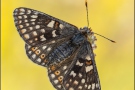 Alpiner Skabiosenscheckenfalter (Euphydryas aurinia debilis) 09