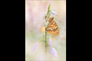 Feuriger Perlmutterfalter (Argynnis adippe) 04