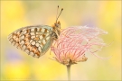 Mittlerer Perlmutterfalter (Argynnis niobe) 06