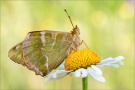 Kaisermantel (Argynnis paphia) 06