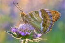 Kaisermantel (Argynnis paphia) 08