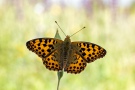 Kleiner Perlmutterfalter (Issoria lathonia) 16