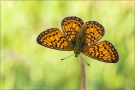 Randring-Perlmutterfalter (Boloria eunomia) 08