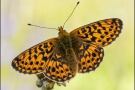 Silberfleck Perlmuttfalter (Boloria euphrosyne) 18