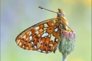 Silberfleck Perlmutterfalter (Boloria euphrosyne) 05