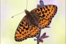 Silberfleck Perlmutterfalter (Boloria euphrosyne) 06