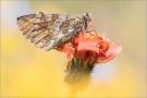 Ähnlicher Perlmutterfalter (Boloria napaea) 08