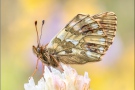 Ähnlicher Perlmutterfalter (Boloria napaea) 07